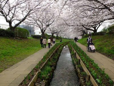 江川せせらぎ緑道（染井吉野）
