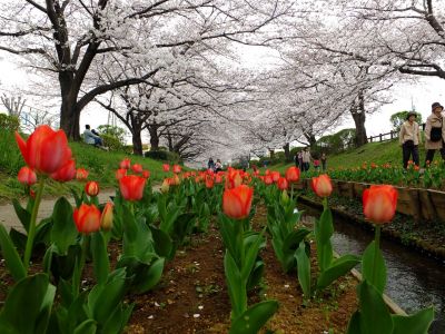 江川せせらぎ緑道（染井吉野）
