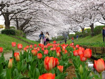 江川せせらぎ緑道（染井吉野）
