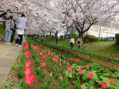 江川せせらぎ緑道（染井吉野）
