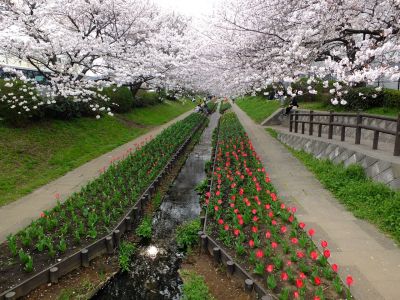 江川せせらぎ緑道（染井吉野）

