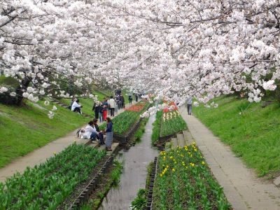 江川せせらぎ緑道（染井吉野）
