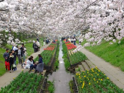 江川せせらぎ緑道（染井吉野）

