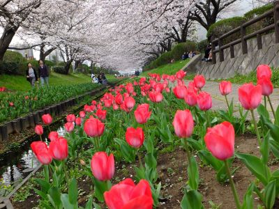 江川せせらぎ緑道（染井吉野）
