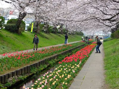 江川せせらぎ緑道（染井吉野）
