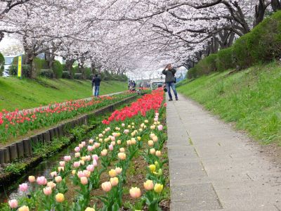 江川せせらぎ緑道（染井吉野）
