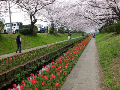 江川せせらぎ緑道（染井吉野）

