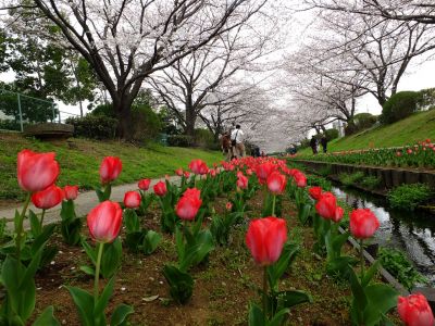 江川せせらぎ緑道（染井吉野）
