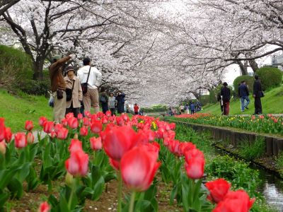 江川せせらぎ緑道（染井吉野）
