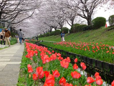 江川せせらぎ緑道（染井吉野）
