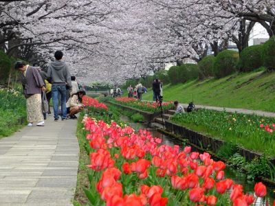 江川せせらぎ緑道（染井吉野）
