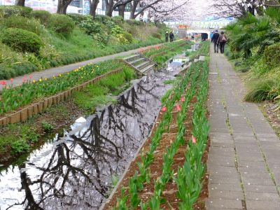 江川せせらぎ緑道（染井吉野）
