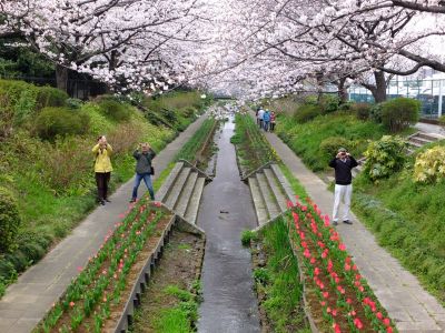 江川せせらぎ緑道（染井吉野）
