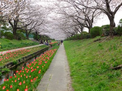 江川せせらぎ緑道（染井吉野）
