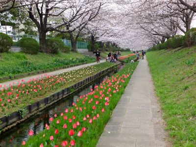 江川せせらぎ緑道（染井吉野）
