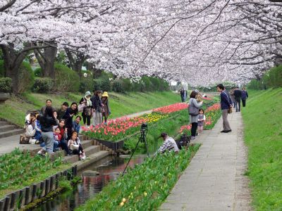 江川せせらぎ緑道（染井吉野）
