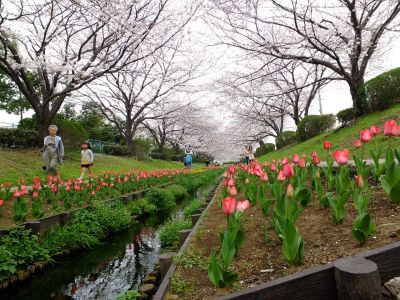江川せせらぎ緑道（染井吉野）
