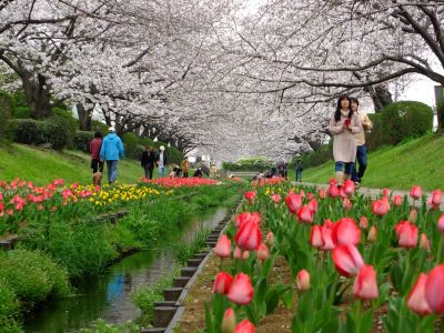江川せせらぎ緑道（染井吉野）

