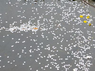 江川せせらぎ緑道（染井吉野）花筏
