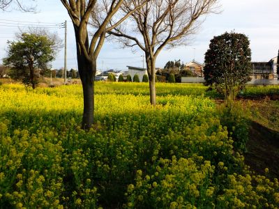 川和町駅前（菜の花畑）
