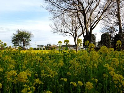 川和町駅前（菜の花畑）
