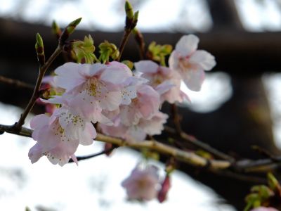 川和町駅前（菜の花畑）染井吉野
