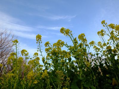 川和町駅前（菜の花畑）
