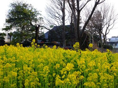 川和町駅前（菜の花畑）
