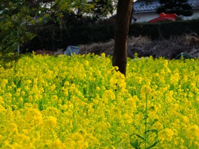 川和町駅前（菜の花畑）
