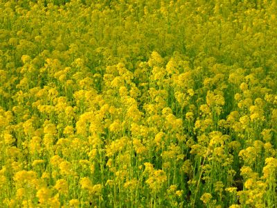 川和町駅前（菜の花畑）
