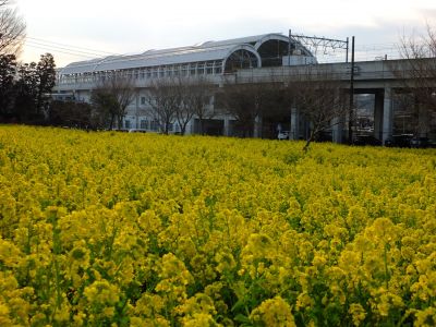 川和町駅前（菜の花畑）
