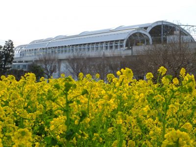 川和町駅前（菜の花畑）
