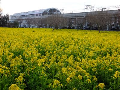 川和町駅前（菜の花畑）
