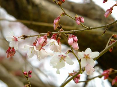 川和町駅前の菜の花畑、桜は「越の彼岸」
