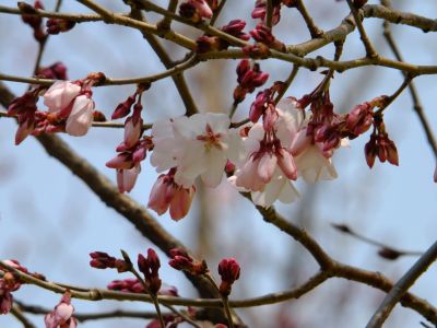 川和町駅前の菜の花畑、桜は「越の彼岸」
