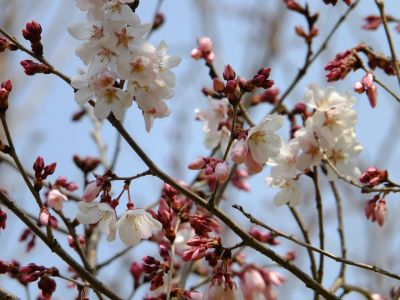 川和町駅前の菜の花畑、桜は「越の彼岸」
