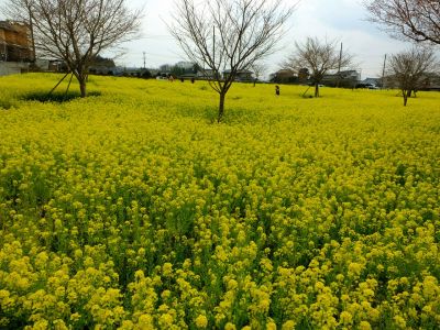 川和町駅前の菜の花畑
