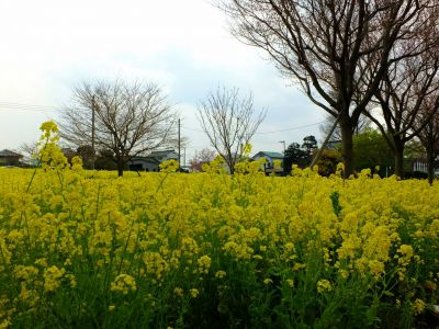 川和町駅前の菜の花畑
