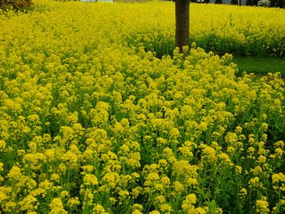 川和町駅前の菜の花畑
