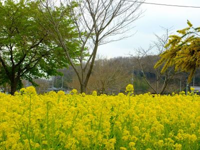 川和町駅前の菜の花畑
