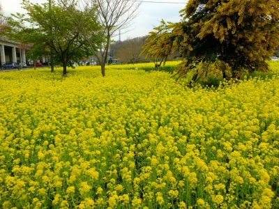 川和町駅前の菜の花畑
