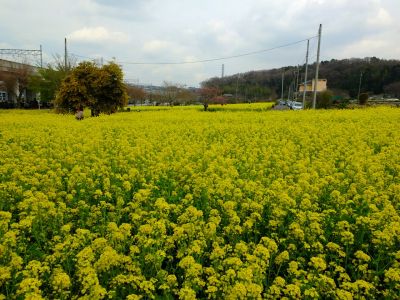 川和町駅前の菜の花畑
