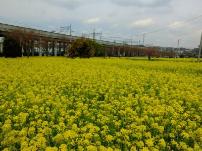 川和町駅前の菜の花畑
