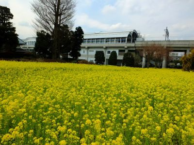 川和町駅前の菜の花畑
