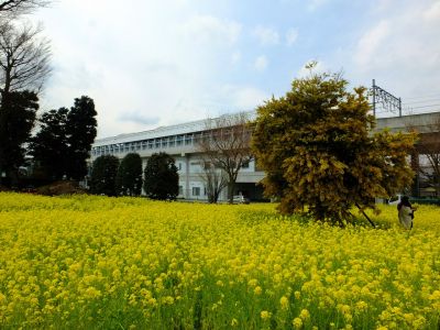 川和町駅前の菜の花畑

