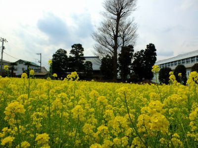 川和町駅前の菜の花畑
