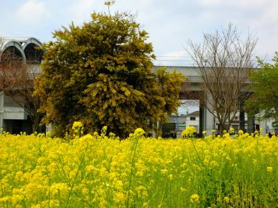 川和町駅前の菜の花畑
