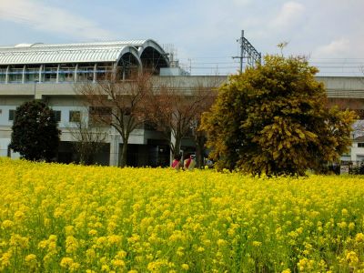 川和町駅前の菜の花畑
