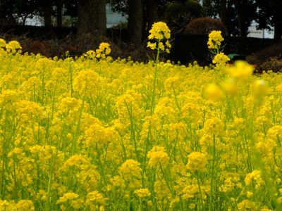川和町駅前の菜の花畑
