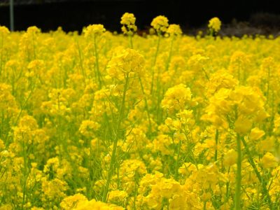 川和町駅前の菜の花畑
